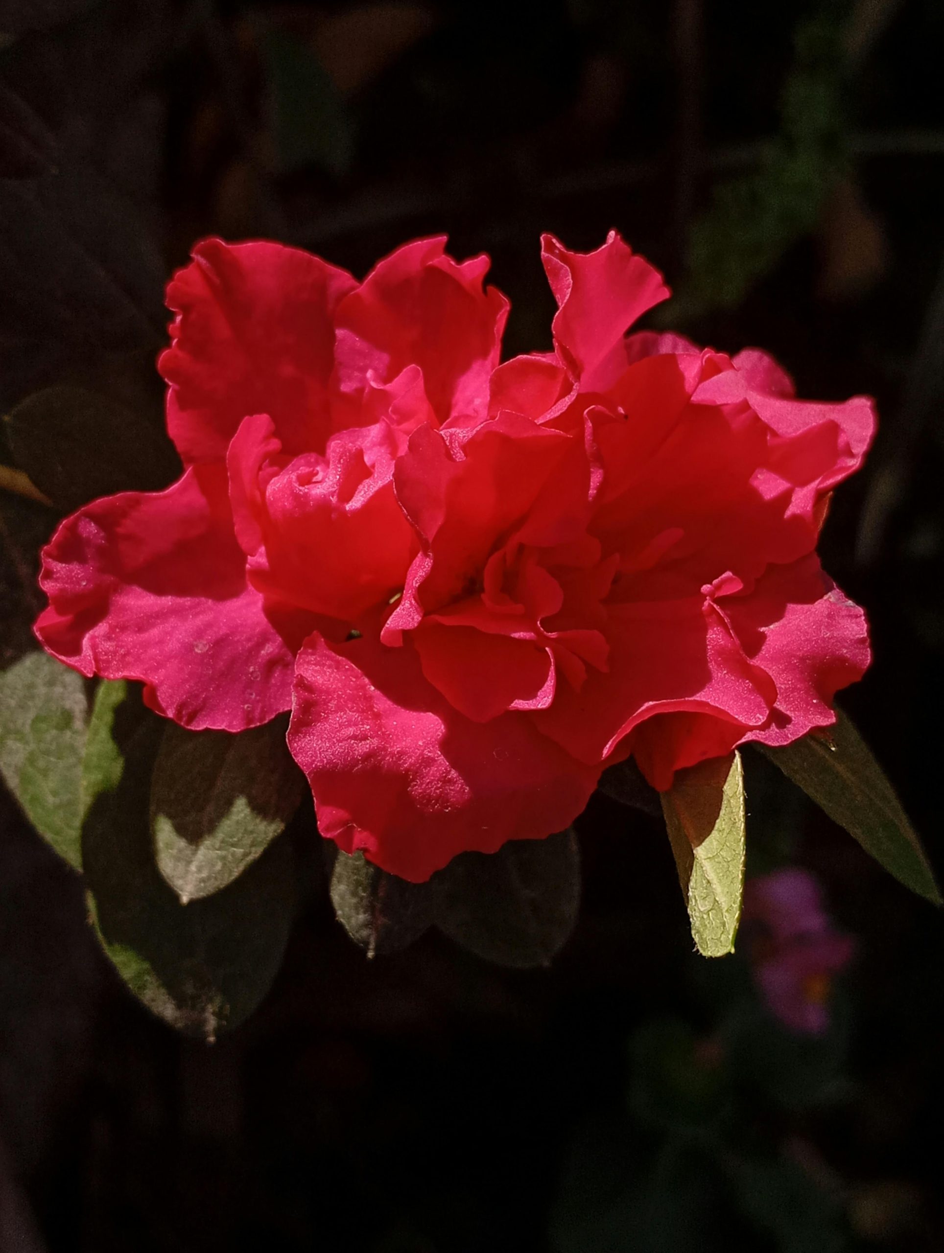 Azalée optimiser durée de vie