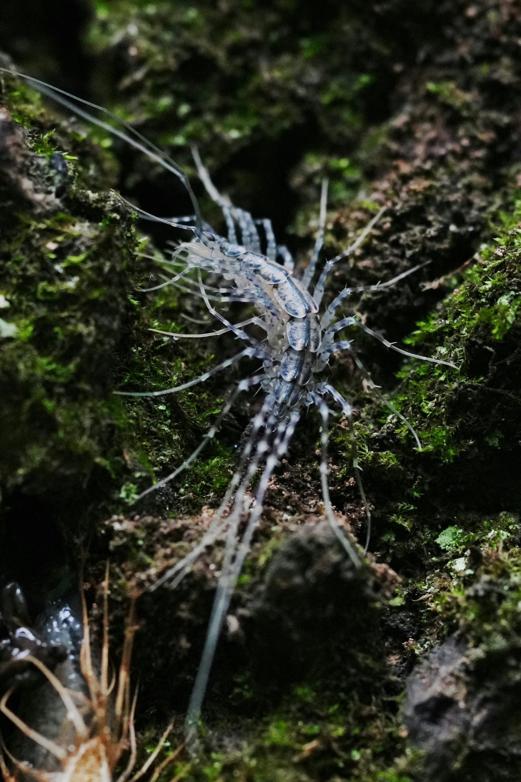 Identification des solutions contre les mille-pattes